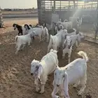 جفار وتيوس طيبة