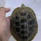 سلحفاة برمائية ذكر للبيع مع الفلتر و الهيتر