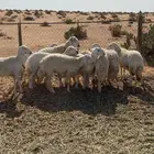 غنم مقاني صنف