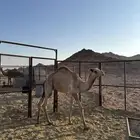 قعود ولد شاهين بعير حامد البلوي