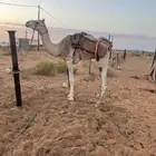 قعود للبيع