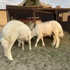 طلي والرخل انباعت