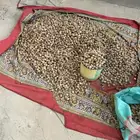 لوز بلدي