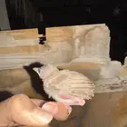 للبيع بلبول حساوي