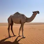 بكره حقه كفو باتيله