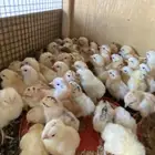 صوص بلدي للبيع
