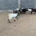 معزا