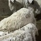 الشرقيه ابومعن