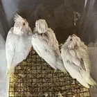 فروخ كروان البينو ( تم البيع ) .