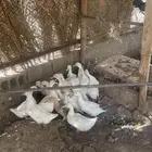 بط بري الجوز 70 والوحدة 35 ويوجد ذبح
