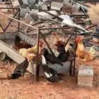 دجاج ومعلف وعلافة