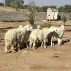 للبيع حريات جذعات و ثنوات دفيع