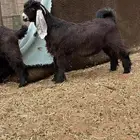 تيس وجفره عوارض خصم