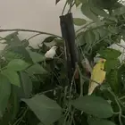 عصفور بادجي اصفر وعصفور زيبرا ابيض
