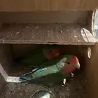 طيور الروز ثنين لايشتكون من اي شي ملاحضه  ليس اليفات