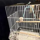 عصفور اليف يحب الاطفال ويجي على اليد متعود على الناس