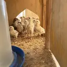 صوص دجاج بلدي