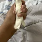 فرخ روز البينو اليف جدا