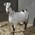 عمانية صافة