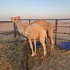 حشو قعدان تربيه