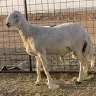 فحل حري صنف ثني مشروط