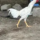 ديك للبيع