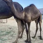 قعود على لبن أمه كفوو للبيع