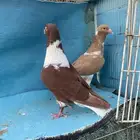 حمام شامي