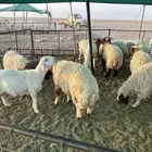 ذبايح نعيم طيبه الموقع ساجر