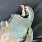 شنير سوري ماشالله تبارك الله