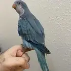 فرخ كويكر نهاية غر اوبلاين ( تم البيع )