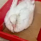 حمام زاجل
