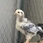 صيصان
