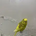 طيور البادجي