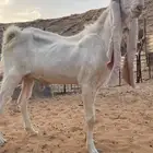 فحل هولندي