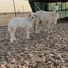 رخل ثنيه معها بنتها