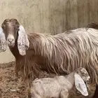 تم اليع تم البيع خارج الموقع