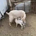 معزاء مشاريك منوة القناي