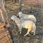 خرفان للبيع