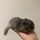 صغير الشنشيلا