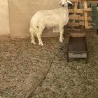 خروف حرش كفو ظهر طيب