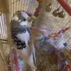 بادجي
