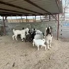 معزا مع تيس فحل جرم وطول