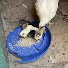 دجاج بلدي