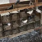 حمام بلدي للبيع