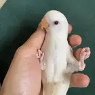 فروخ روز اليفه