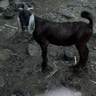 مشروع فحل ادبس