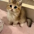 قطة انثى سكوتش ستريت للبيع