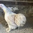 دجاج كوشن القزم بشاير