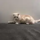 قط سكوتش للتبني